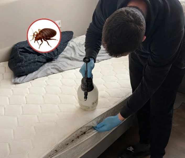 Technicien traitant un matelas contre les punaises de lit à Courcelles-sur-Viosne